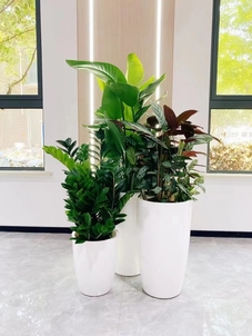 解读宁波余姚花卉租赁方案，领略花卉租赁魅力